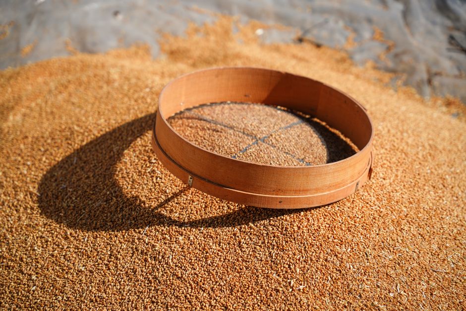곡식 위에 놓인 둥근 나무 테 체의 근접 사진