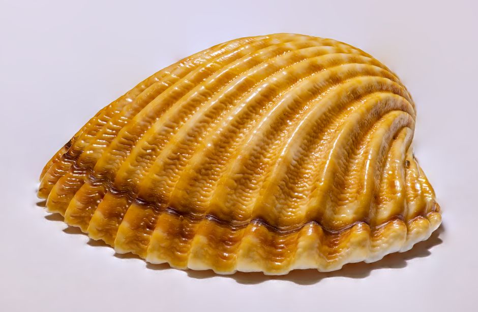 평평한 바탕에 놓인 줄이 뚜렷한 조개껍데기