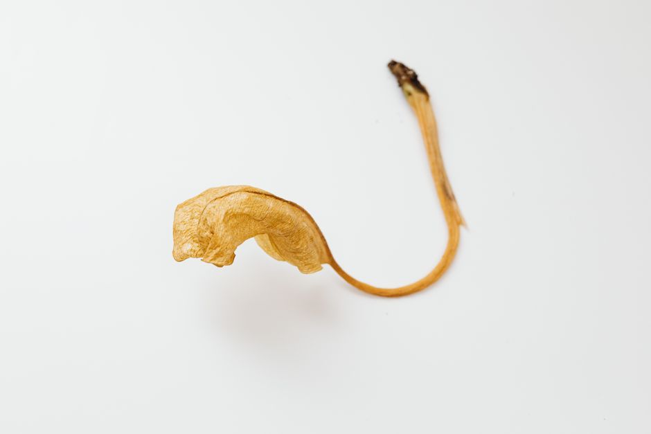 흰 바탕 위에 한 갈래로만 놓인 마른 줄기 한 가닥의 접사